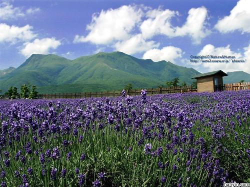 the lavender - this is Provence,a historical region and form province of southeast France bordering on the Mediterranean Sea.There are a kind of flower called lavender around this place.
