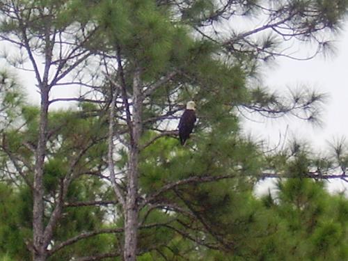 Eagle in my backyard!! - I hope he makes a nest!!