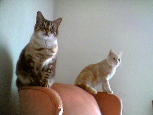 Mynx and Vincent - Mynx is my 8-yr-old Snowy Spotted Lynx-Point Bengal. Vincent is a 6-month-old stray found near where I work.