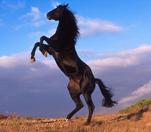 Black Horse - black beautiful horse
