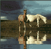 Horses - animated horses next to the water
