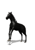 Horse - Black animated horse