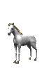 Horse - white animated horse