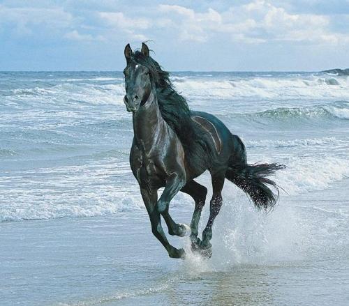 Horse - running with the wind