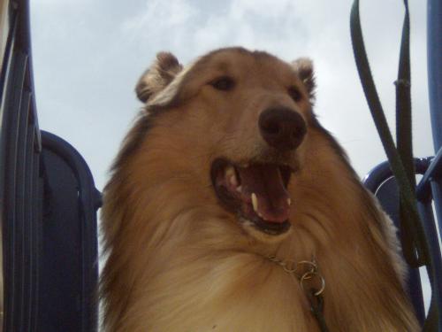 Willie - My sweet furry boy Willie at the playground.