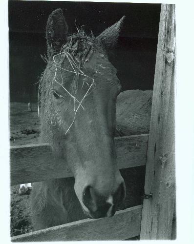 Star - This is Star. He was one of the horses at the Therapeutic Horsemanship Center, where I volunteered.
