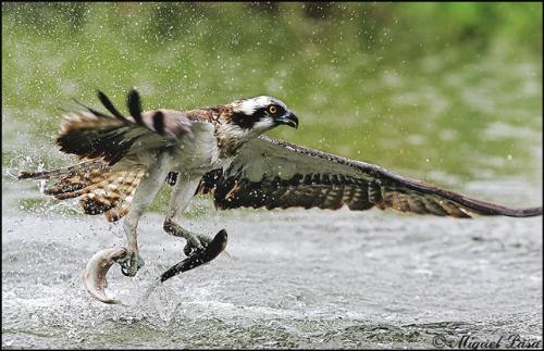 Eagle and a Fish!!! - Our amazing Ecosystem and the stronger survives eating the weaker :-) What the hecking order... :-)