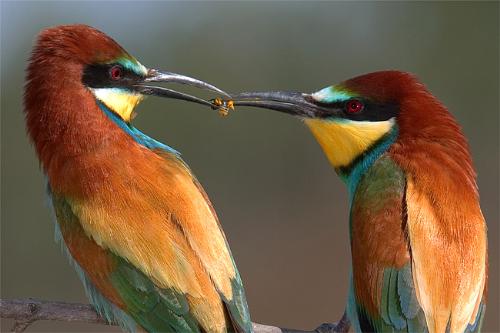 Amazing birds - God look at how excellent this picture was taken!!!