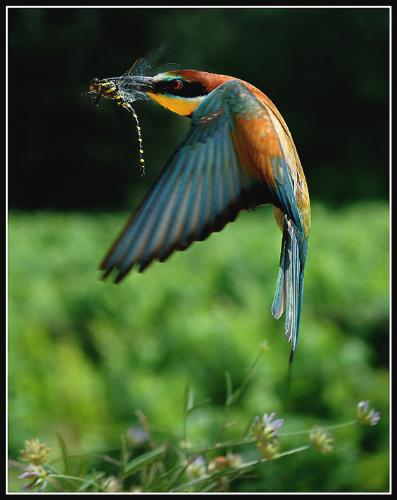 Flying Beaty!! - I have never seen such beautiful creature in my lif