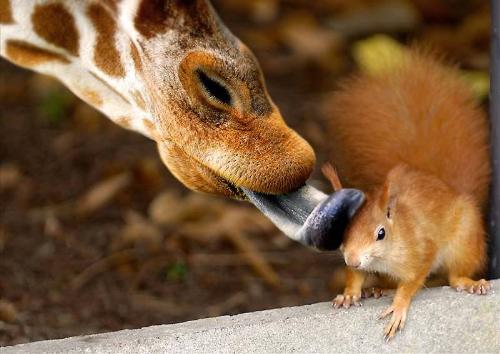 Giraffe and a squirrel!! - Look at how friendly the animals are.. we have to learn morality and peace from them Humans!!!!