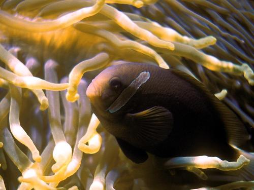 fish - fish pictures