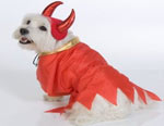 Doggy Devil - Little dog dressed in devil Halloween costume.