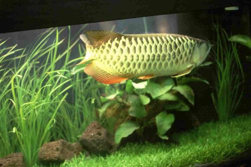 fish - fish pictures