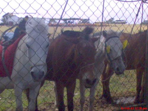 horses in tagaytay - this is a picture of the horses we saw in tagaytay. i forgot the name of the place, though. you could actually ride the horses, with payment, of course.