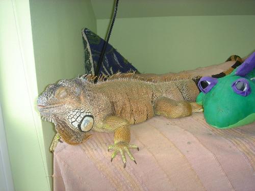 pet iguana!   - not mine, but I lived with it!