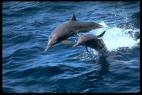 dolphins - a mother dolphin jumping with her baby