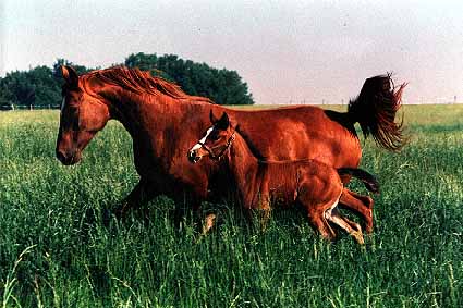 horses - horse with her baby........................ beautiful creatures