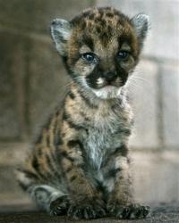 Baby Cougar - This is a 'mountain lion' or cougar kitten. The breed is also called a 'puma'.