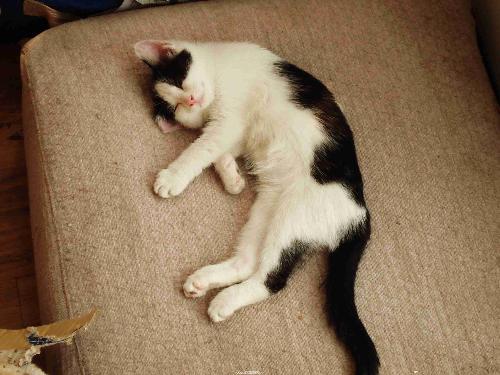 My cat - a very cute black&white kitty.i love she so much!her name is 'rip' which stand for rest in peace.In Chinese,it's read as An Xi