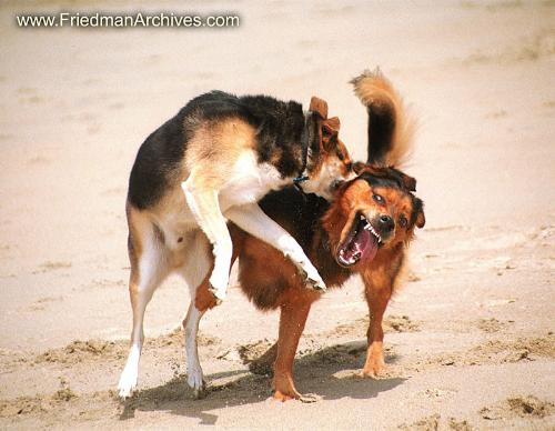 Dog fights - I think this is really wrong