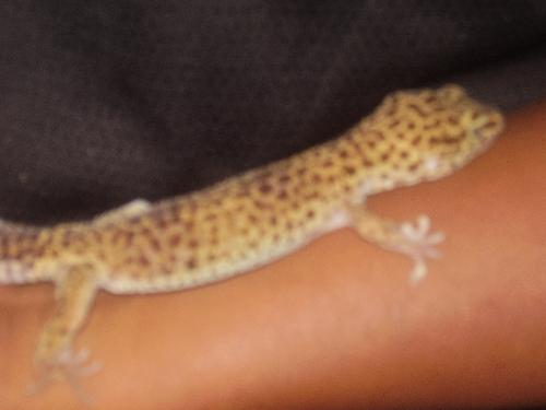 What kind of lizard is this? - I posted a discussion to try and find out what kind of lizard this is but, still haven't found out.