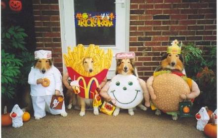 Dogs dressed for Halloween - Puppies in cute halloween costumes