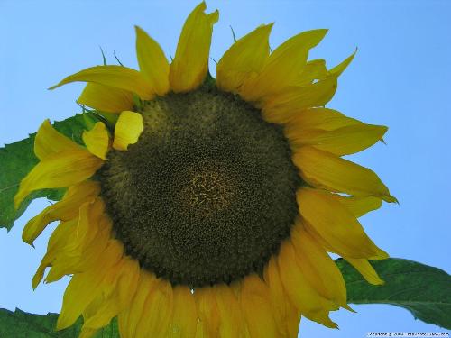 sunflower - in full bloom!