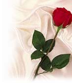 rose my favorite - A red rose for you