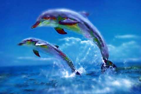 dolphins are the most beautiful animals - THey're gracious and funny and generous and free:)