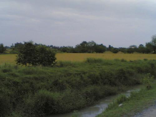 My Farm - Thats my farm