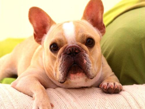 my small dog - dog