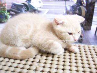 cat - my cat like to eat meat.