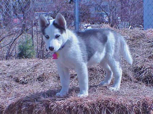 Siberian Husky - Here is the picture of my fave dong, siberian husky