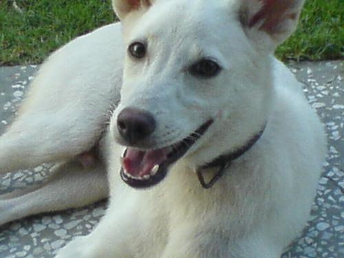 Cross breed - This is a dog