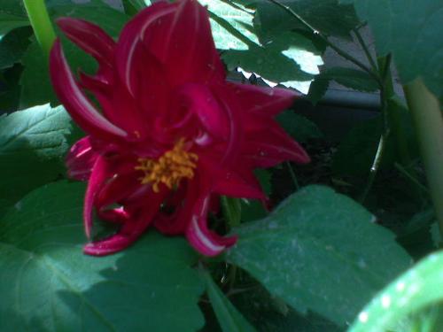 Flower 2 - flower