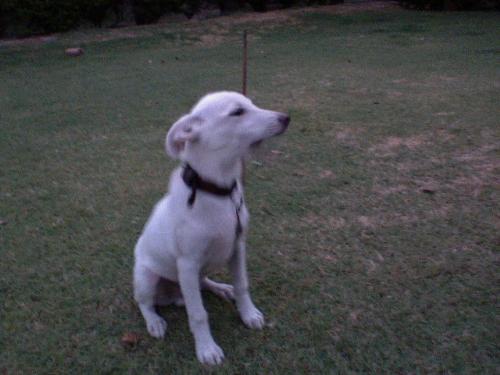 dog - 111111111111111111111111111111111
