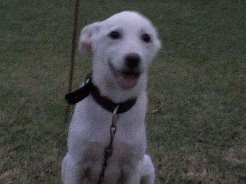 dog - 2222222222