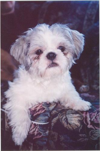 depressed ogie - a dog with tears