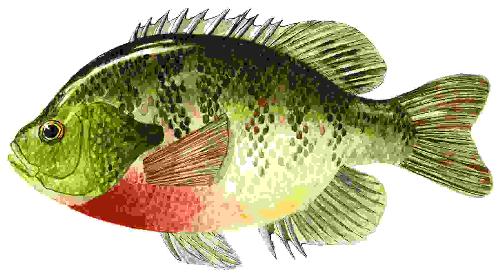 fish - fish pictures