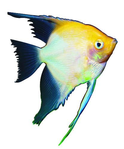 fish - fish pictures