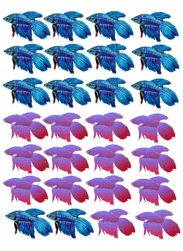 fish - fish pictures