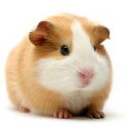 Guinea Pigs are sweet Pets - They are colourful and make good companions