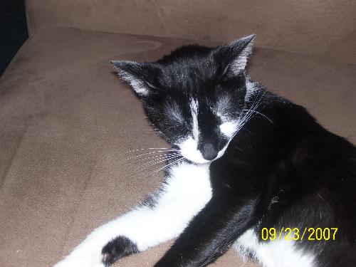MIssy Isn't she cute? - Missy is the oldest since Angel died..she refuses to grow up however and spends lots of time cuddled in my arms and burying her head in me..