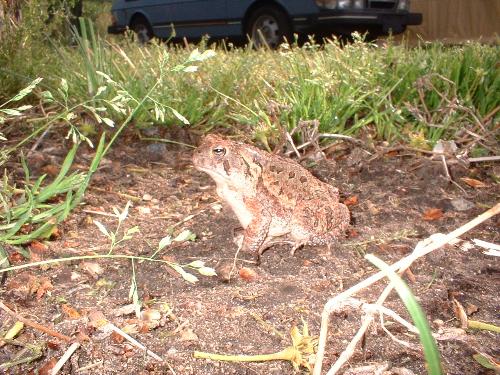 A toad - Toad in my backyard April 2007