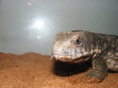 Leatherface, my Savannah Monitor - This is Leatherface, my Savannah monitor. He is about 2 years old.