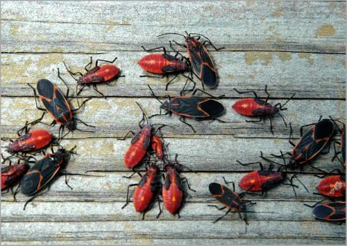 Bugs - picture of bugs Bugs - picture of bugs