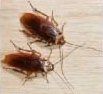 Roaches....grrrooooossss!!!! - cockroaches