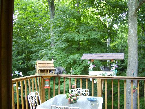 bird feeders. - This is so much summer fun. Wish you were here.