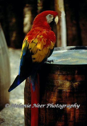 One of my photos with a watermark  - Bird photo with a watermark