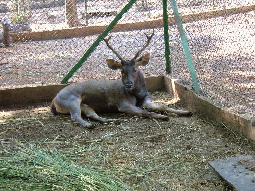 deer! -  This Deer confined in a zoo makes a pitiable sight!deers are free animals-they shud be let free!